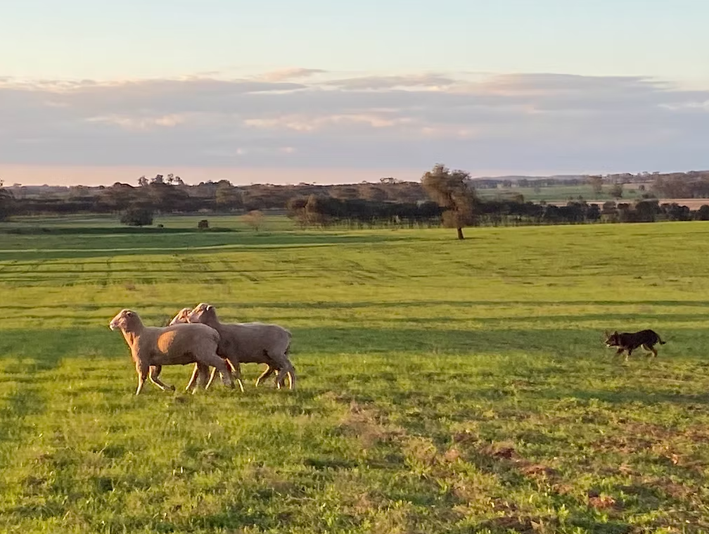 Coloma, Dubbo Auction by Farmbuy.com - image 5