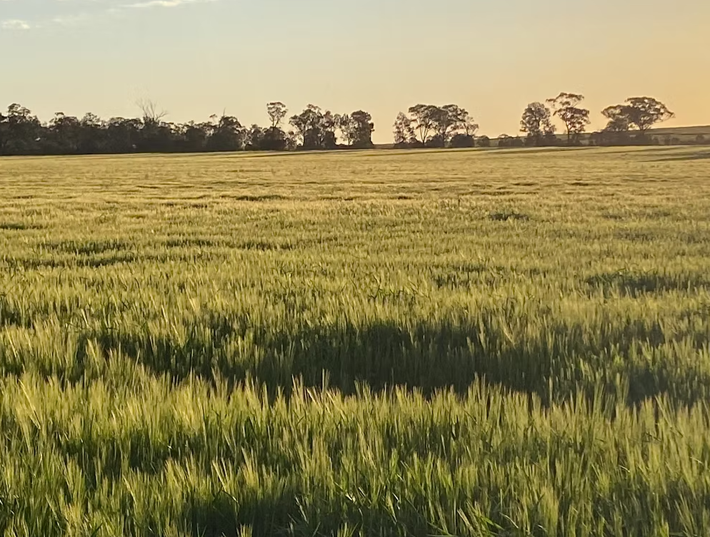 Coloma, Dubbo Auction by Farmbuy.com - image 14