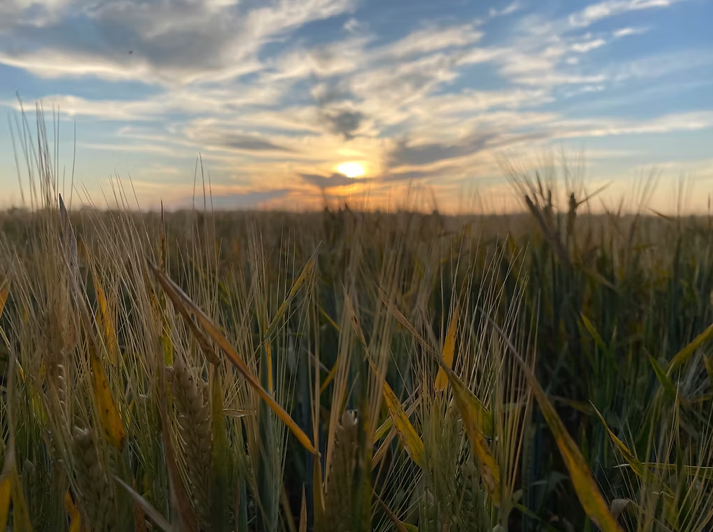 Coloma, Dubbo Auction by Farmbuy.com - image 10