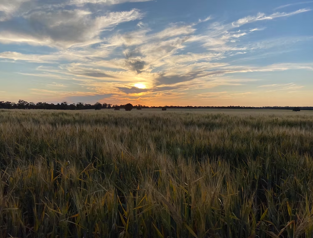 Coloma, Dubbo Auction by Farmbuy.com - image 9