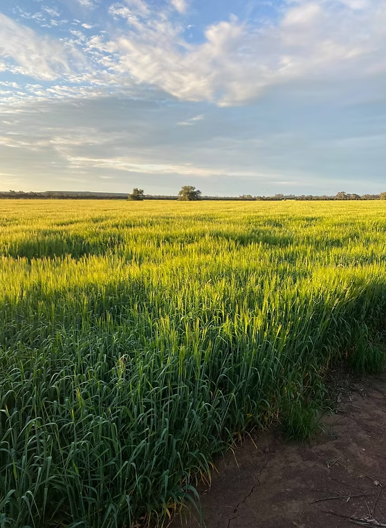 Coloma, Dubbo Auction by Farmbuy.com - image 13