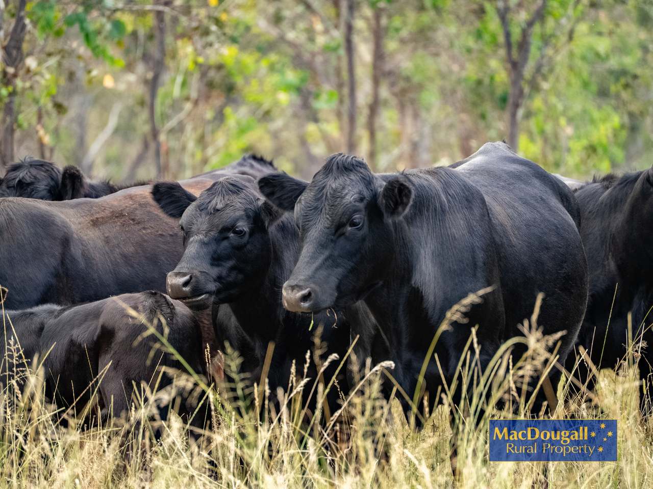 6832 New England Highway, Uralla For Sale by Farmbuy.com - image 26