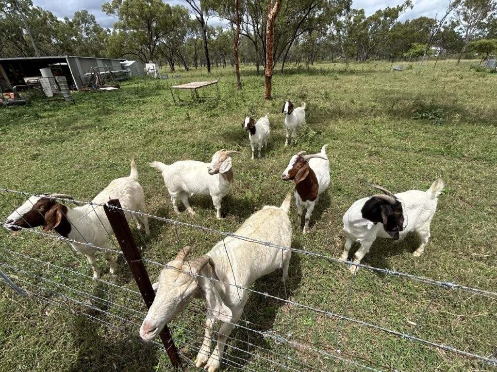 240 Old Dalrymple Road, Breddan For Sale by Farmbuy.com - image 27