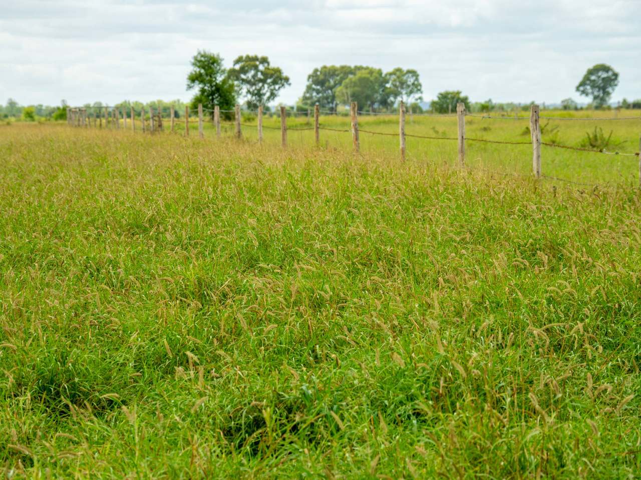 298 Bingegang Road, Jellinbah Auction by Farmbuy.com - image 2