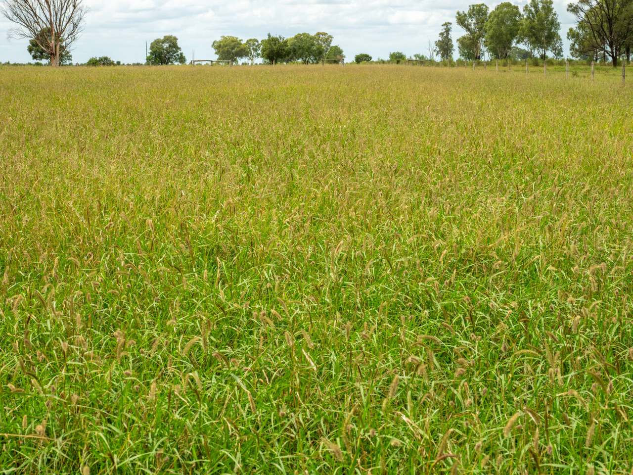 298 Bingegang Road, Jellinbah Auction by Farmbuy.com - image 1