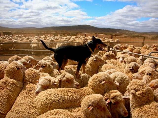Block 829 Mount Ive Station, Via Port Augusta Expressions of Interest by Farmbuy.com - image 3