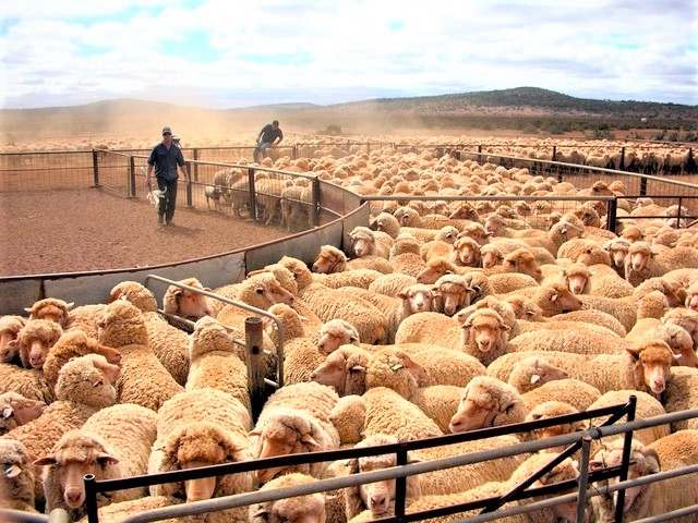 Block 829 Mount Ive Station, Via Port Augusta Expressions of Interest by Farmbuy.com - image 4