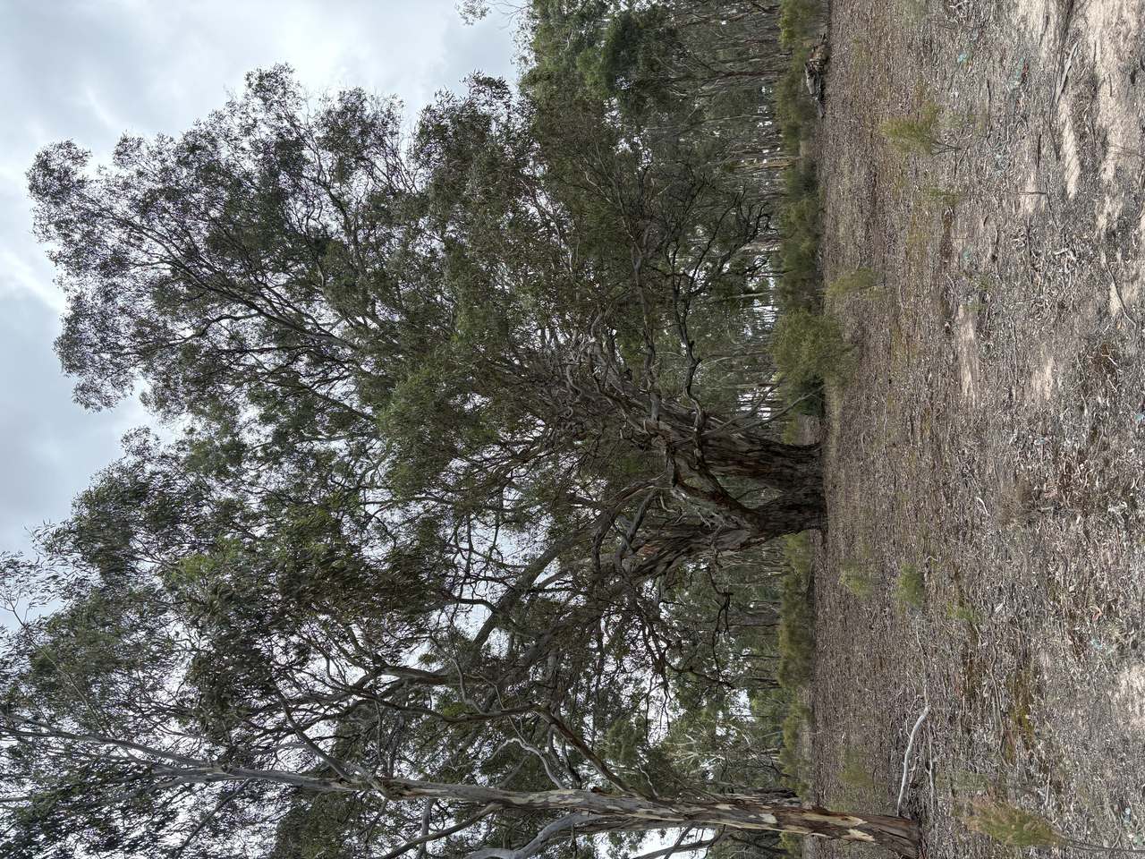 1/225 McDonalds Rd , Clunes For Sale by Farmbuy.com - image 2