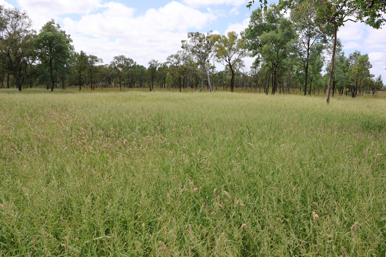 2470 Clermont Rubyvale Road, Clermont  Auction by Farmbuy.com - image 4