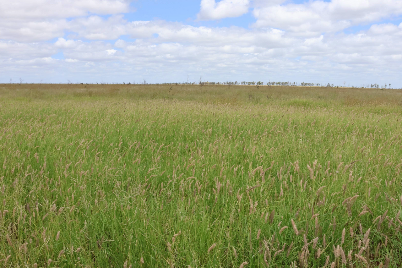 2470 Clermont Rubyvale Road, Clermont  Auction by Farmbuy.com - image 8