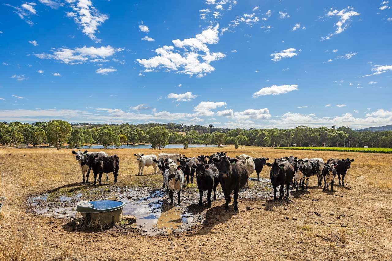 109 Days Road, Kangarilla Expressions of Interest by Farmbuy.com - image 54