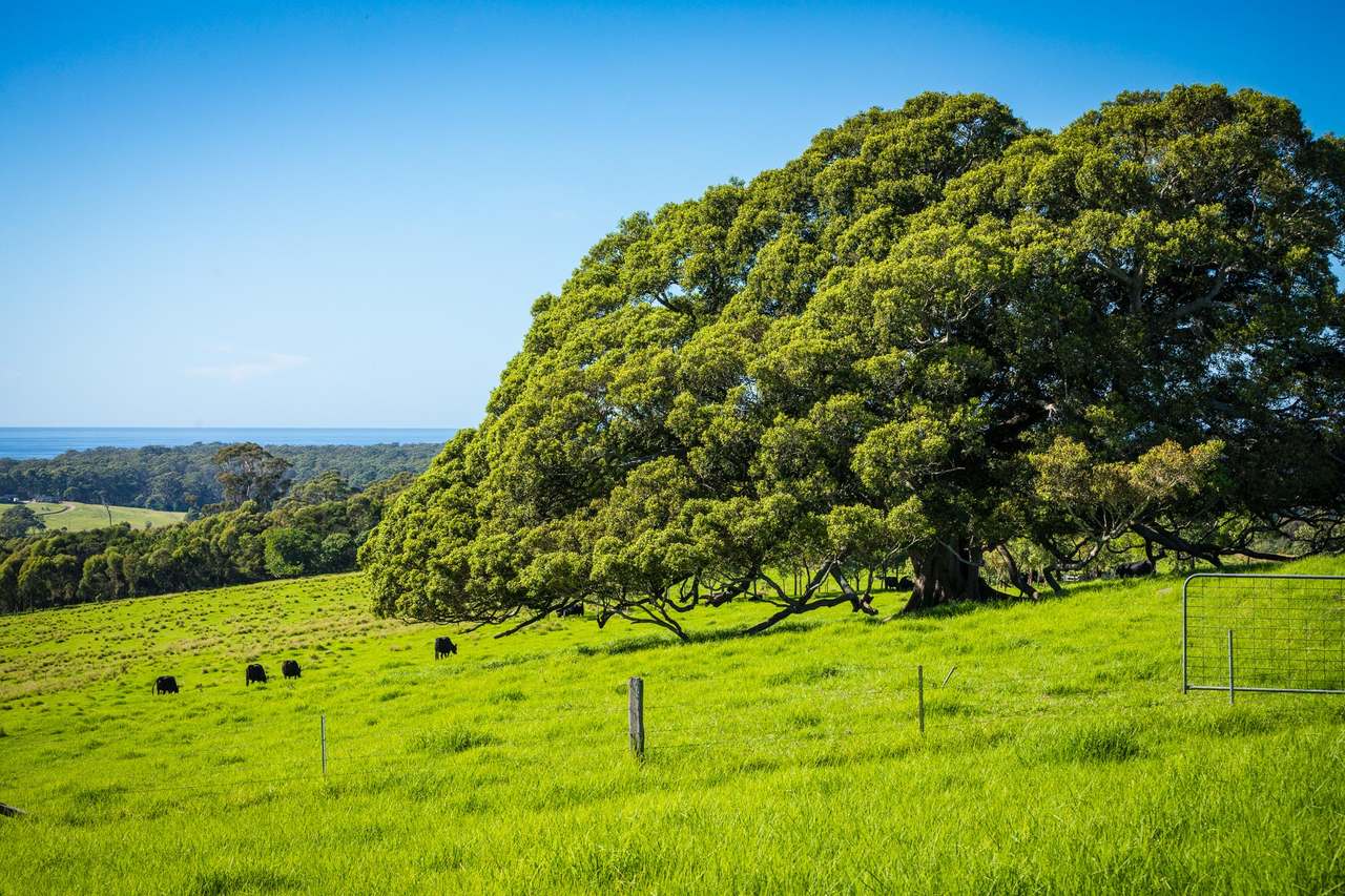 259 Barrabooka Road TANJA NSW 2550, Tanja For Sale by Farmbuy.com - image 38