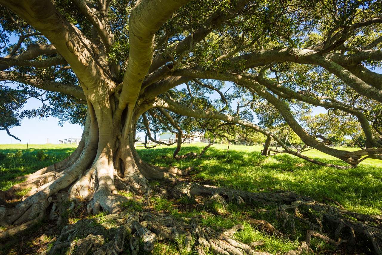 259 Barrabooka Road TANJA NSW 2550, Tanja For Sale by Farmbuy.com - image 39