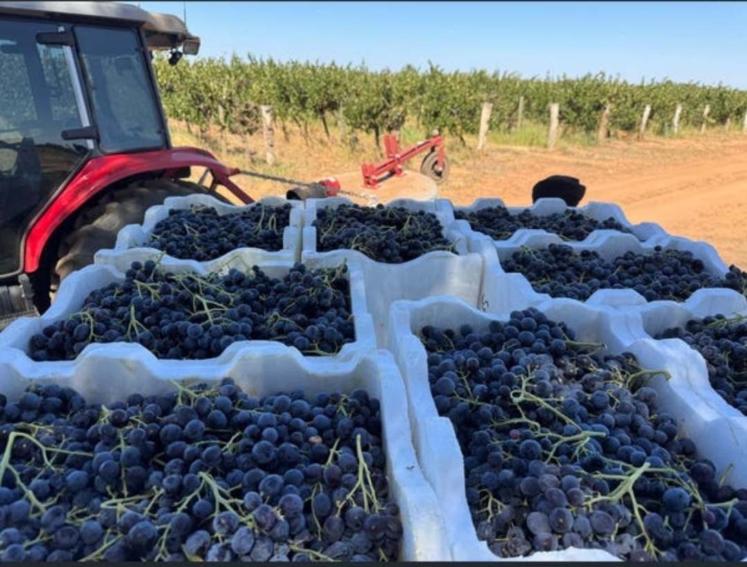 231 Falkiner Avenue & CooK Road Farm,  Tresco,  For Sale by Farmbuy.com - image 5