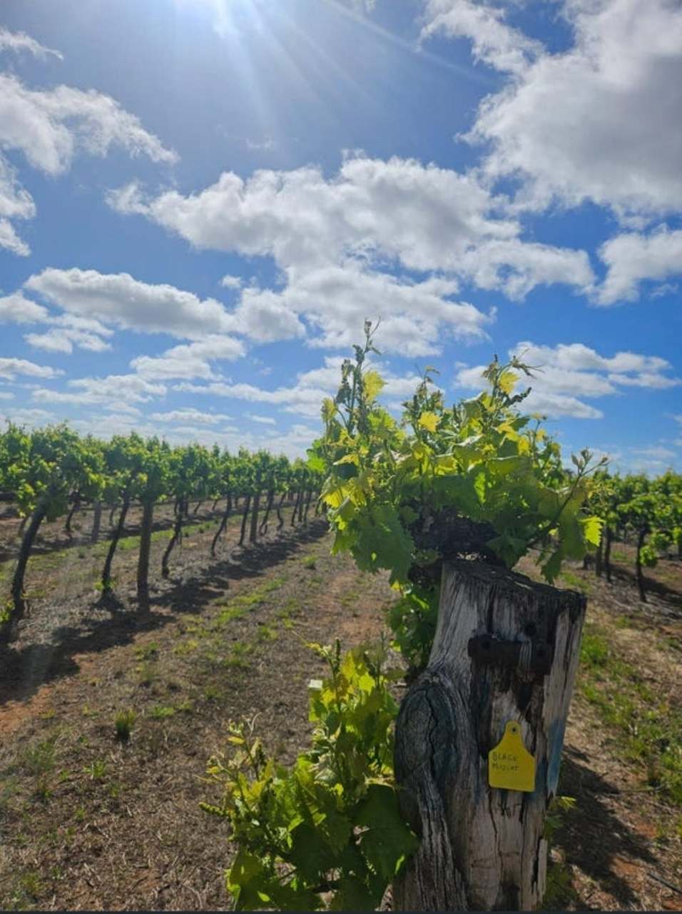 231 Falkiner Avenue & CooK Road Farm,  Tresco,  For Sale by Farmbuy.com - image 2