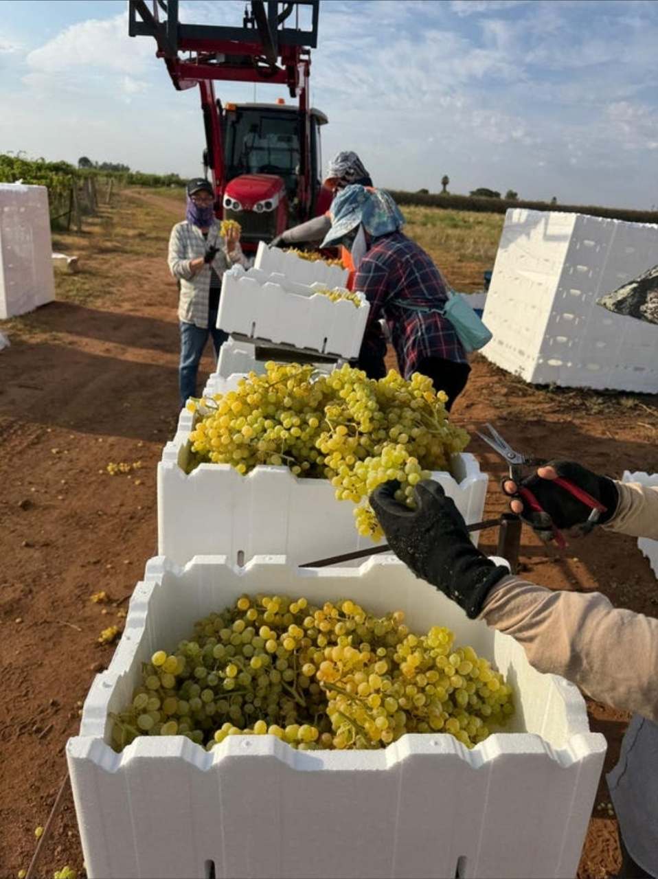 231 Falkiner Avenue & CooK Road Farm,  Tresco,  For Sale by Farmbuy.com - image 4