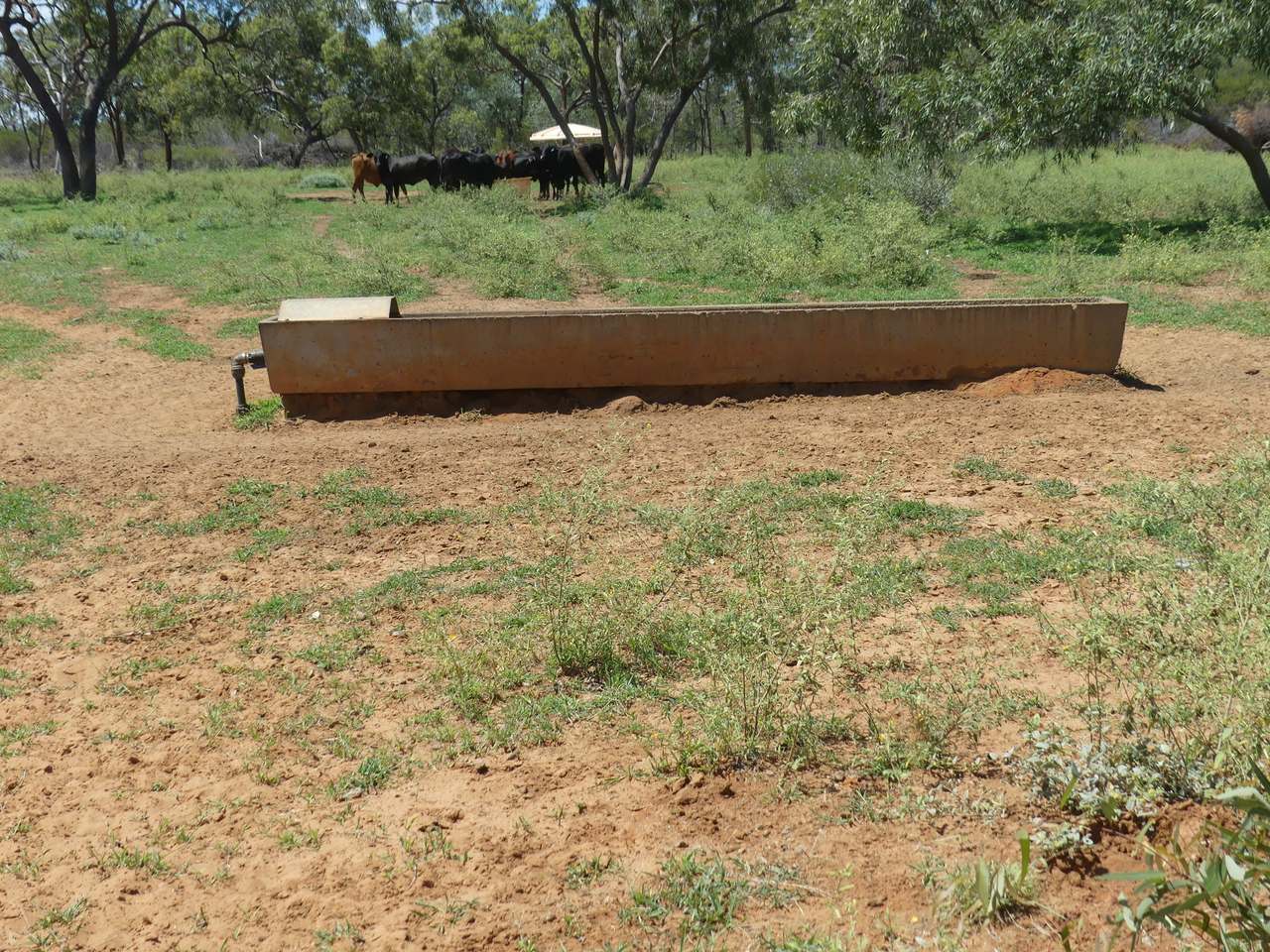 5388 Narbethong Road, Jericho Tender by Farmbuy.com - image 8