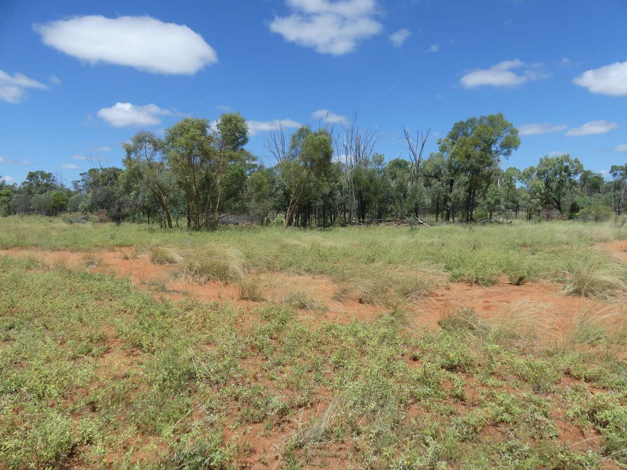 5388 Narbethong Road, Jericho Tender by Farmbuy.com - image 15