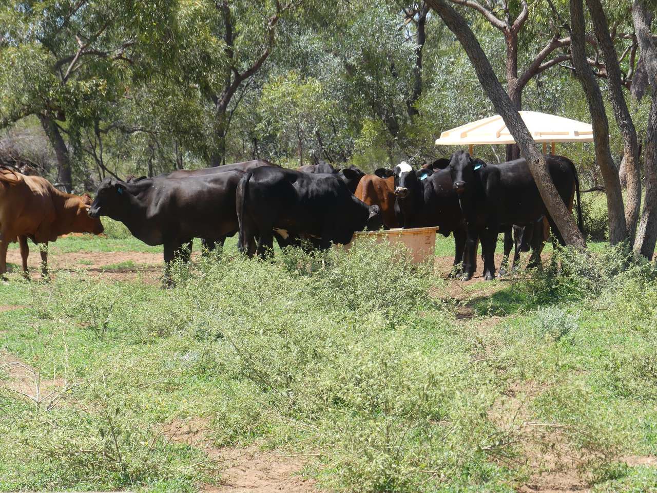 5388 Narbethong Road, Jericho Tender by Farmbuy.com - image 9