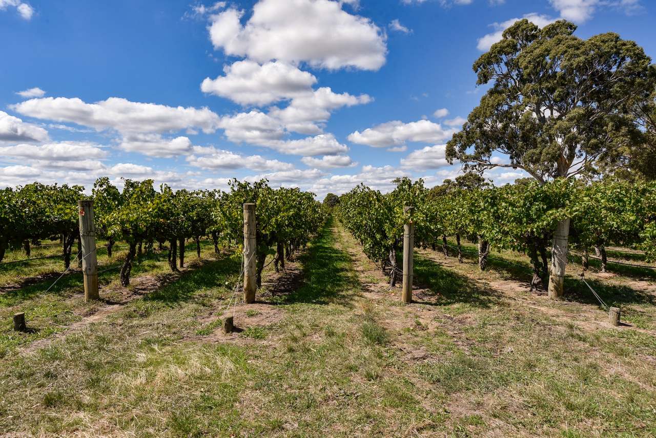 V&A Lane, Coonawarra For Sale by Farmbuy.com - image 9