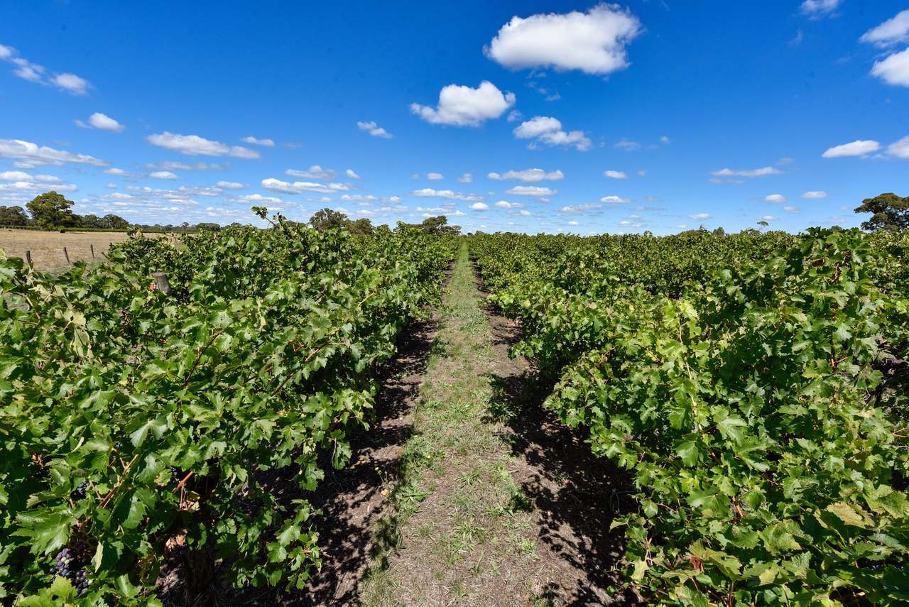 V&A Lane, Coonawarra For Sale by Farmbuy.com - image 4