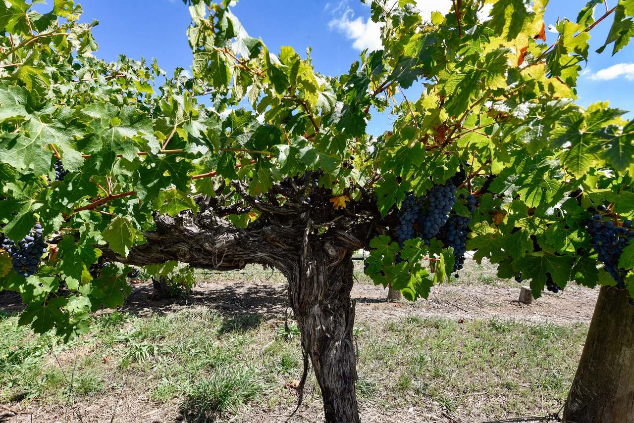 V&A Lane, Coonawarra For Sale by Farmbuy.com - image 11