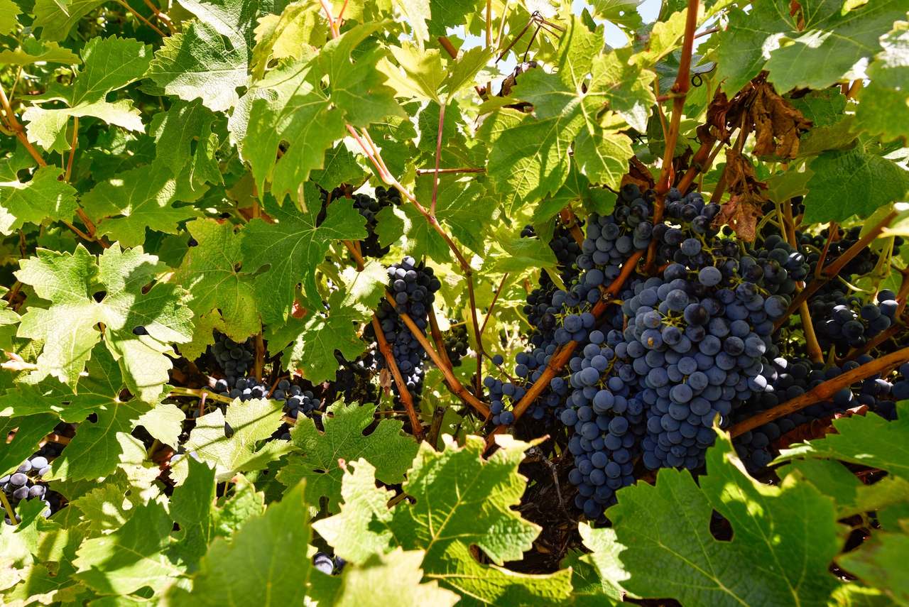 V&A Lane, Coonawarra For Sale by Farmbuy.com - image 12