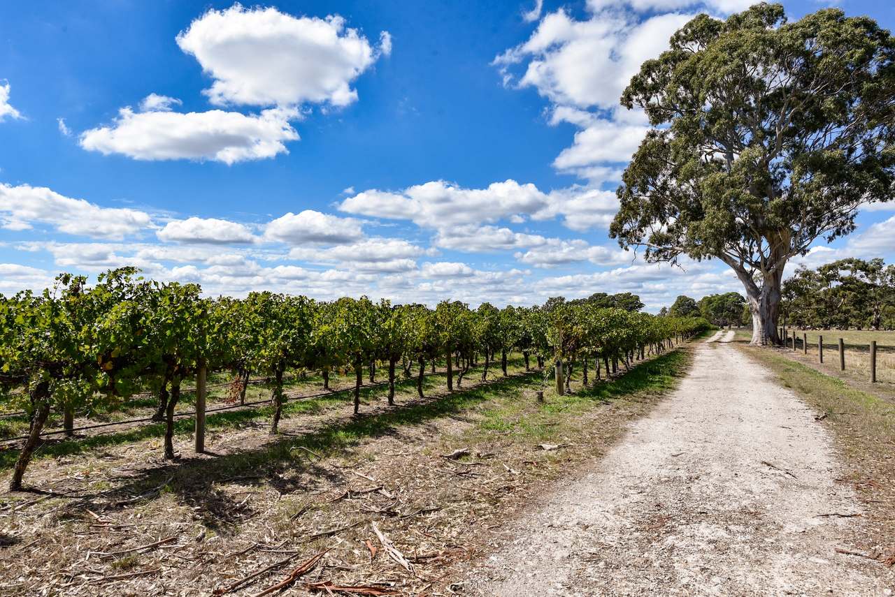V&A Lane, Coonawarra For Sale by Farmbuy.com - image 5