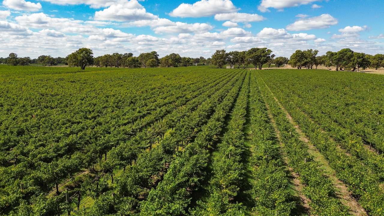 V&A Lane, Coonawarra For Sale by Farmbuy.com - image 7