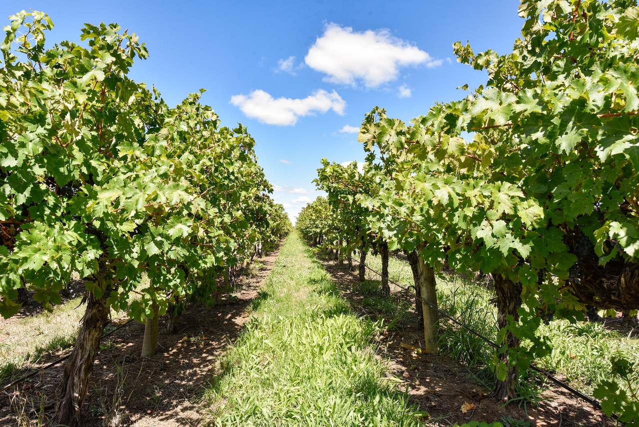 V&A Lane, Coonawarra For Sale by Farmbuy.com - image 25