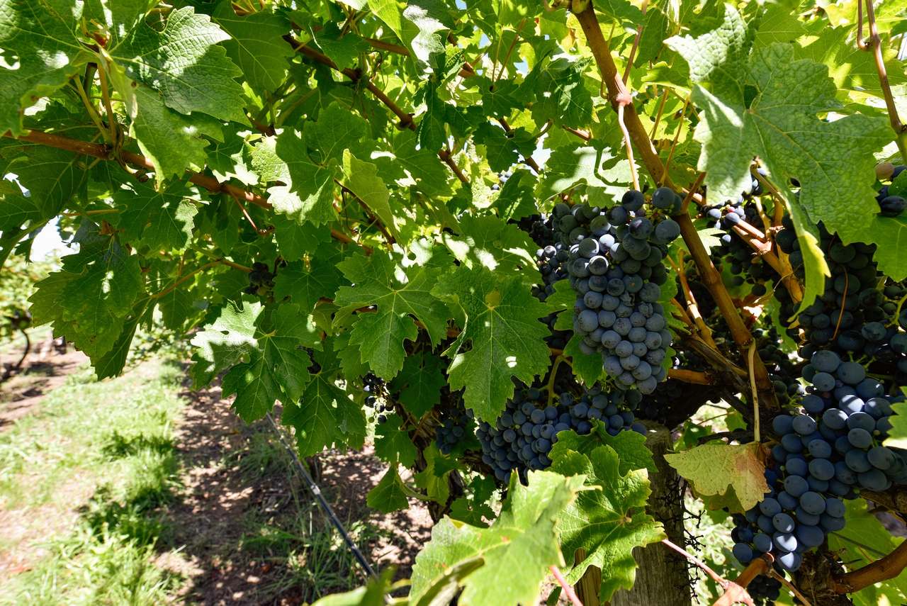 V&A Lane, Coonawarra For Sale by Farmbuy.com - image 26