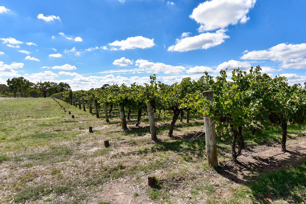 V&A Lane, Coonawarra For Sale by Farmbuy.com - image 10
