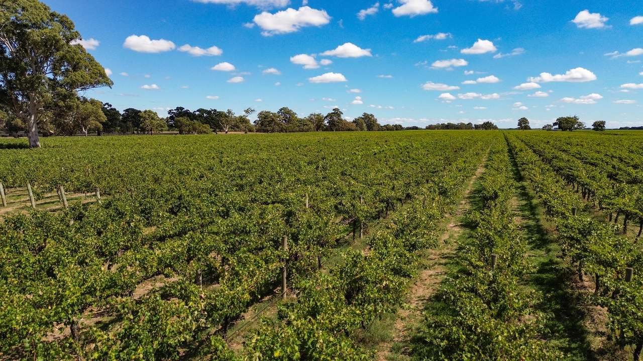 V&A Lane, Coonawarra For Sale by Farmbuy.com - image 16