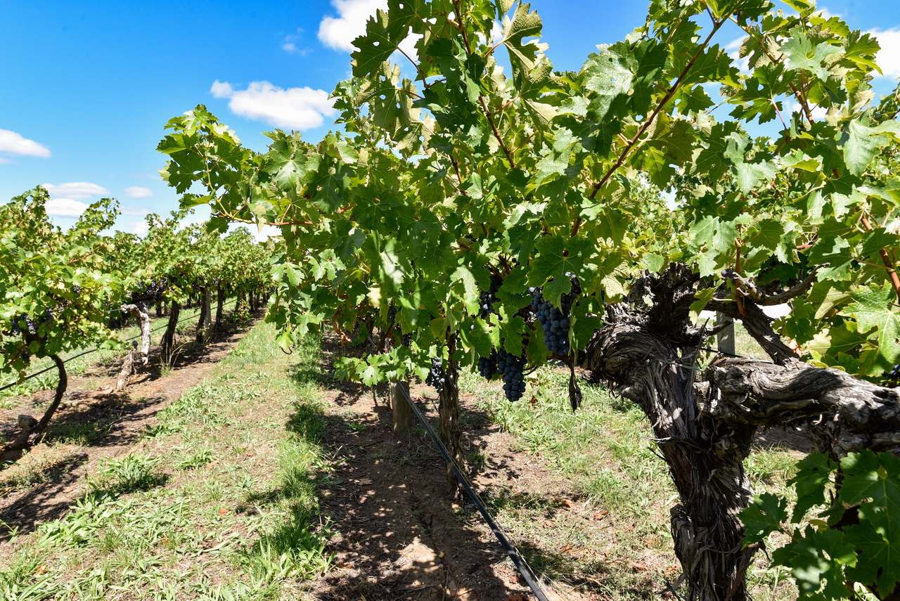 V&A Lane, Coonawarra For Sale by Farmbuy.com - image 13