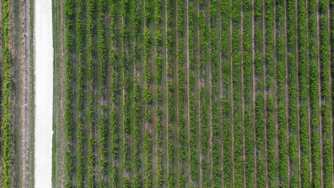 V&A Lane, Coonawarra For Sale by Farmbuy.com - image 19