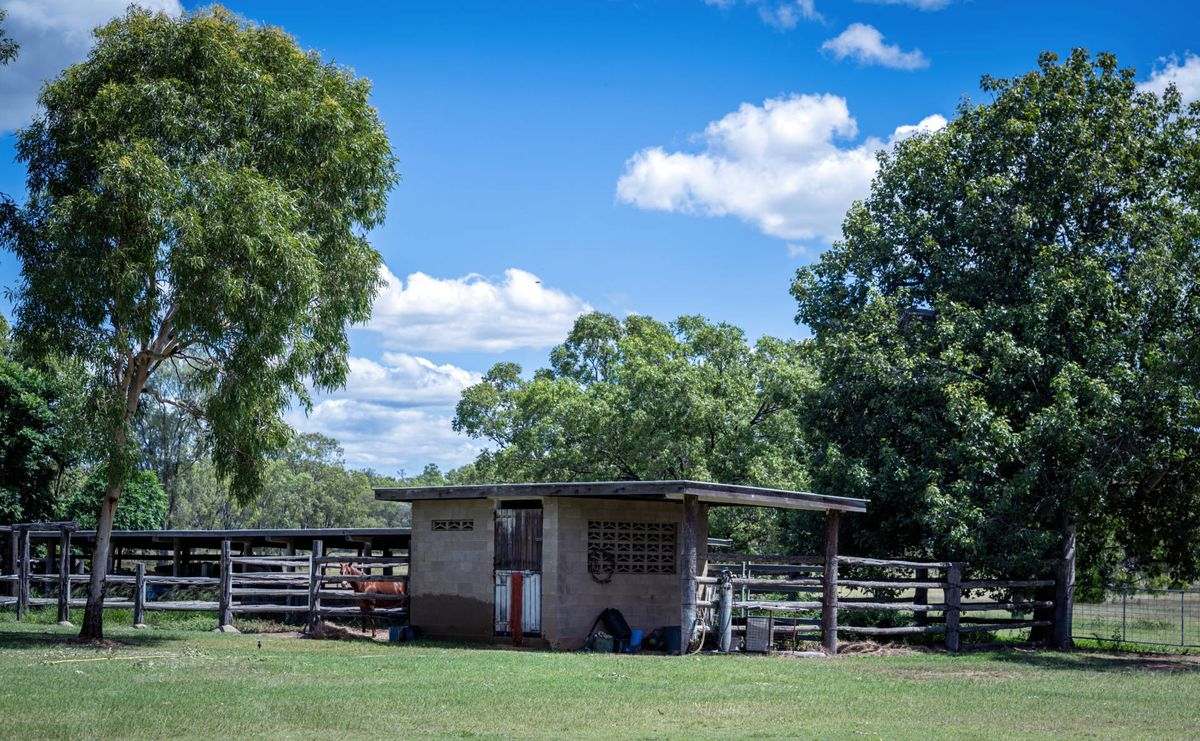 MON-ABRI, Dingo Auction by Farmbuy.com - image 17