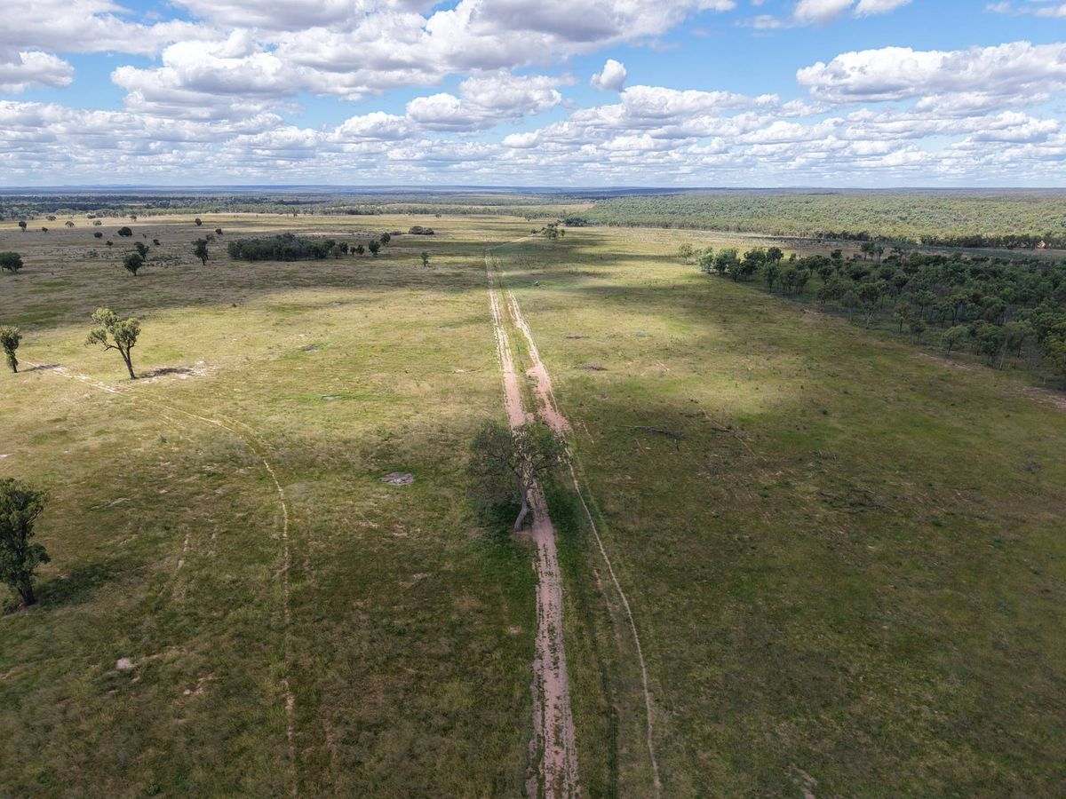 MON-ABRI, Dingo Auction by Farmbuy.com - image 27