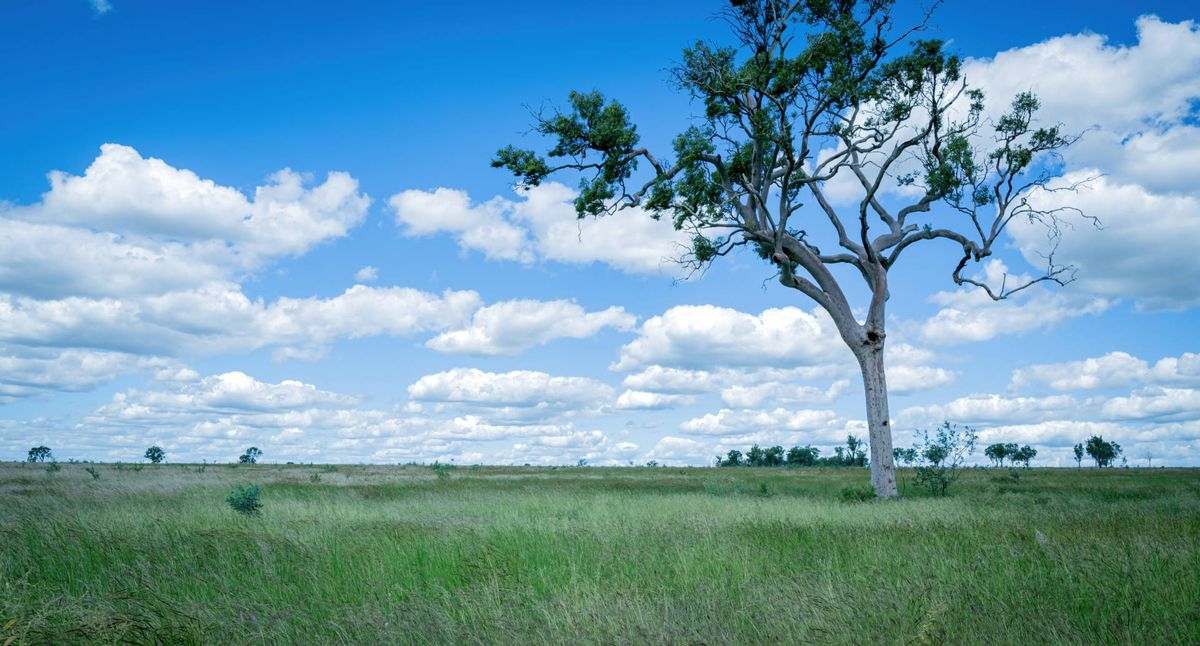 MON-ABRI, Dingo Auction by Farmbuy.com - image 24