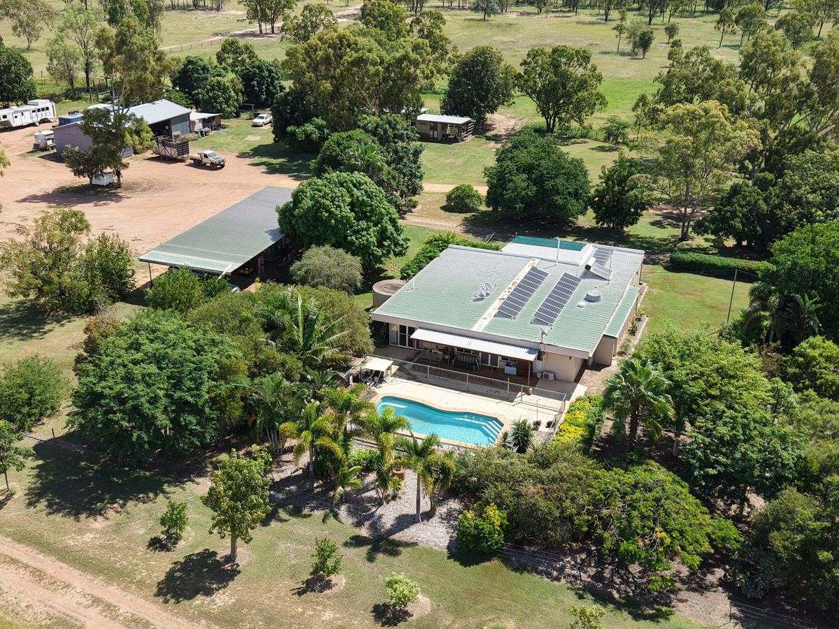 MON-ABRI, Dingo Auction by Farmbuy.com - image 5