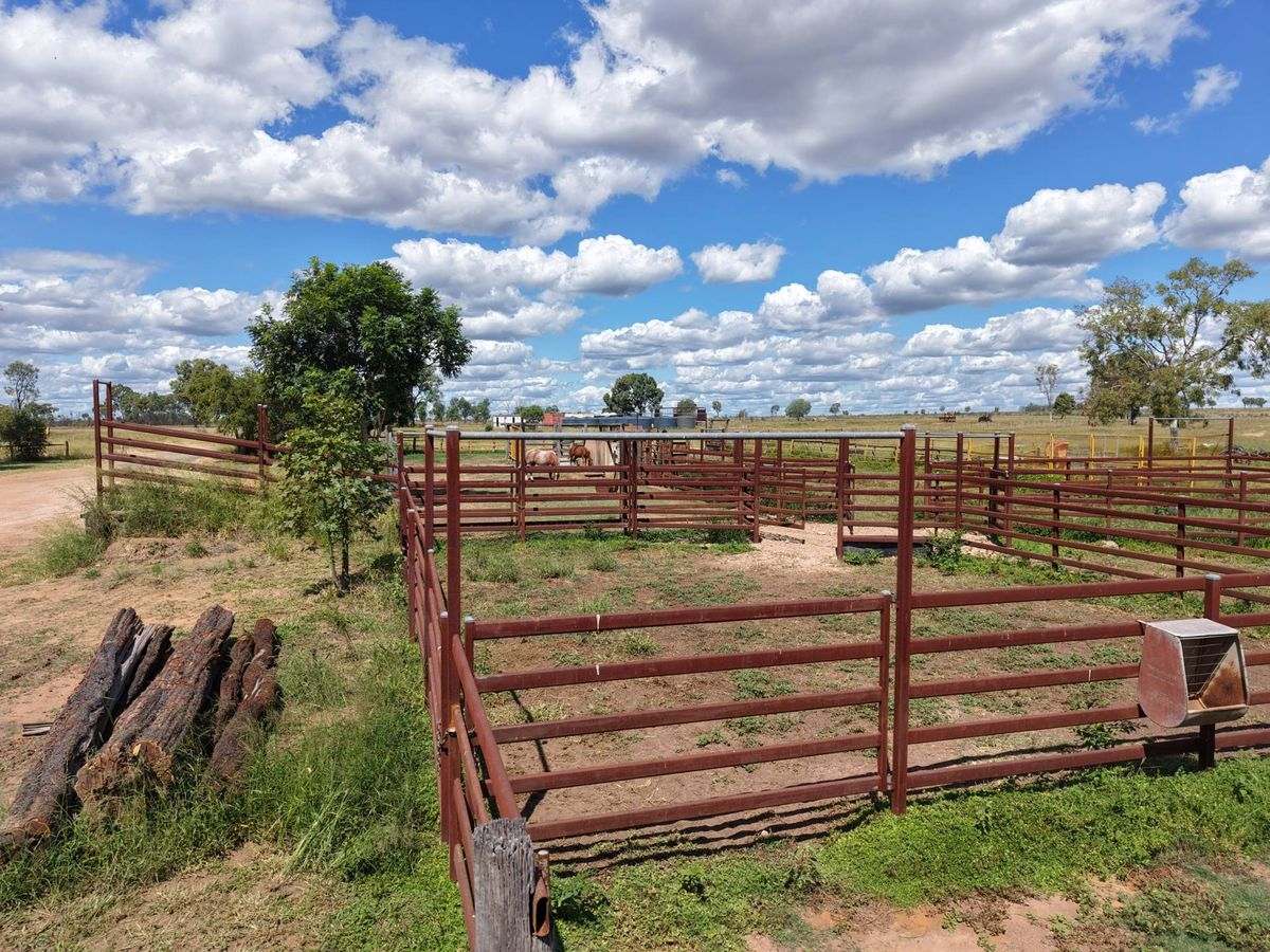 MON-ABRI, Dingo Auction by Farmbuy.com - image 21