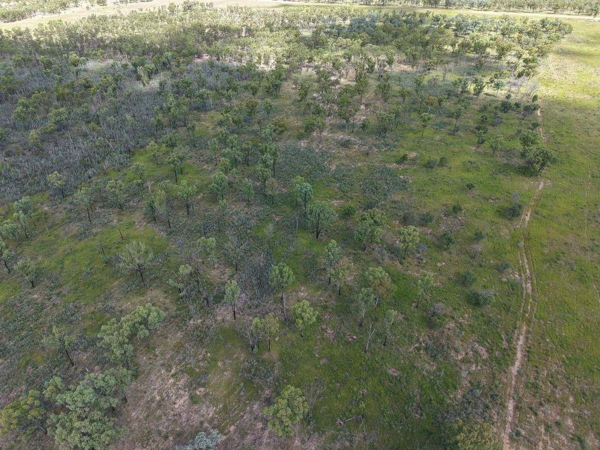 MON-ABRI, Dingo Auction by Farmbuy.com - image 29