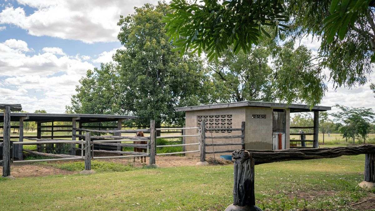 MON-ABRI, Dingo Auction by Farmbuy.com - image 18