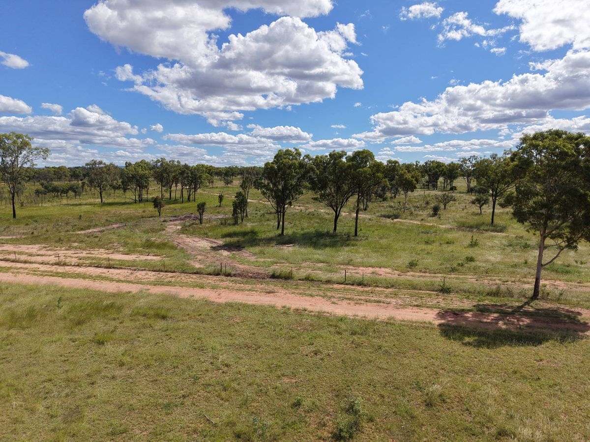 MON-ABRI, Dingo Auction by Farmbuy.com - image 35