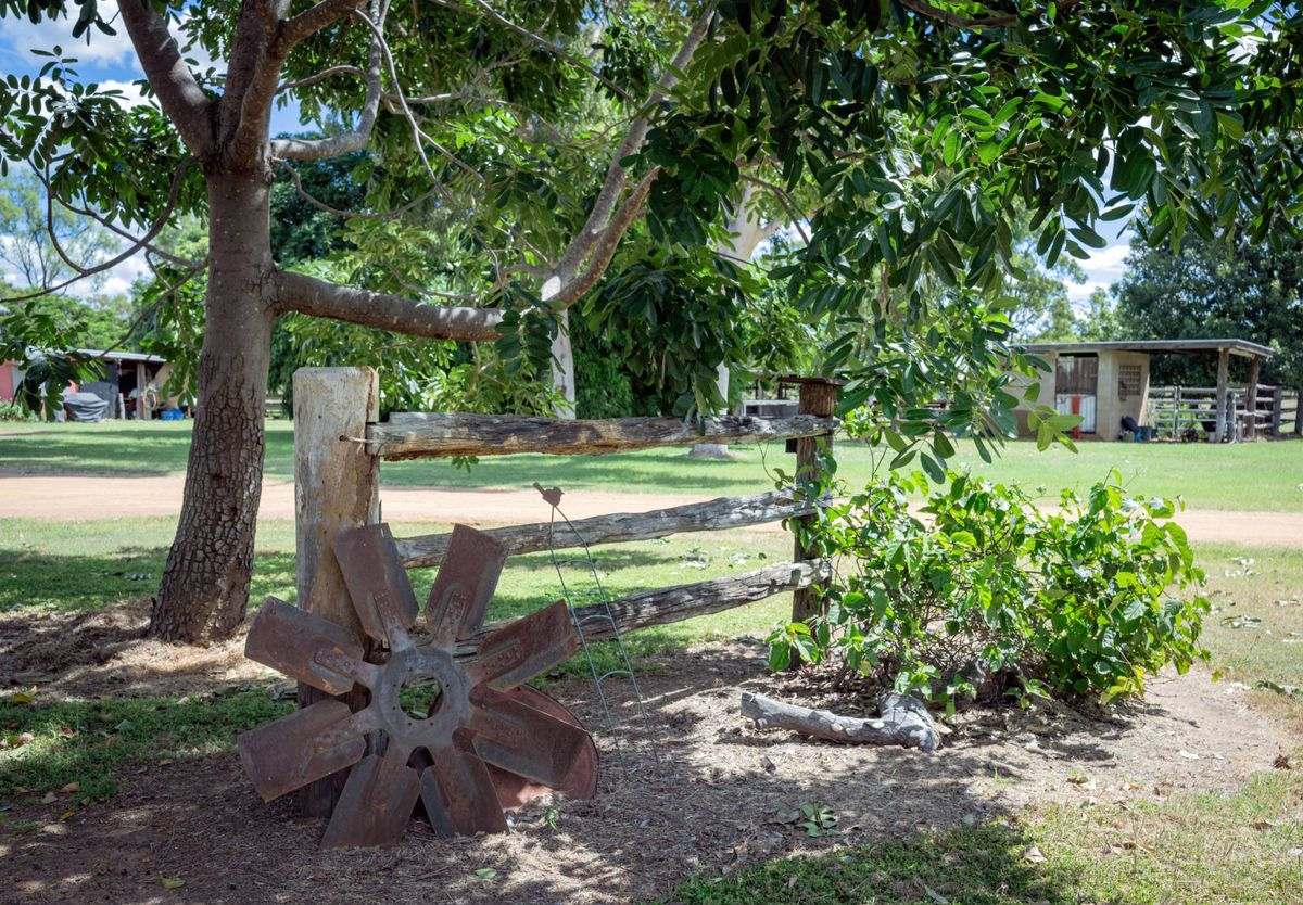 MON-ABRI, Dingo Auction by Farmbuy.com - image 38