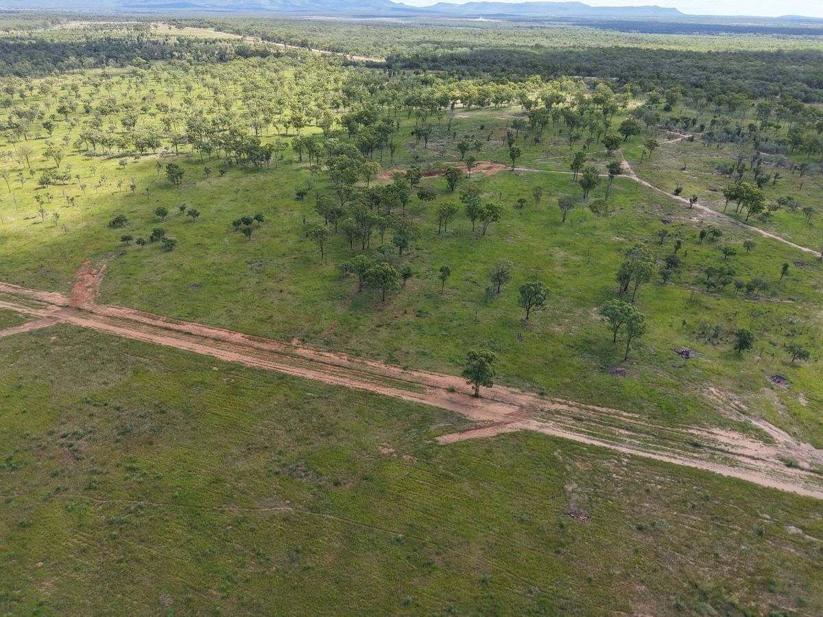 MON-ABRI, Dingo Auction by Farmbuy.com - image 30