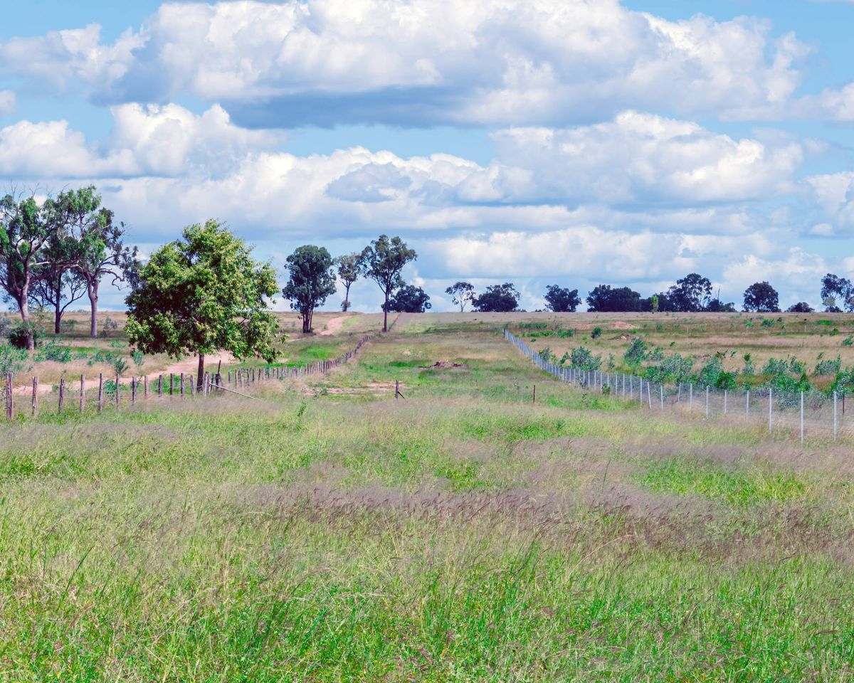 MON-ABRI, Dingo Auction by Farmbuy.com - image 26