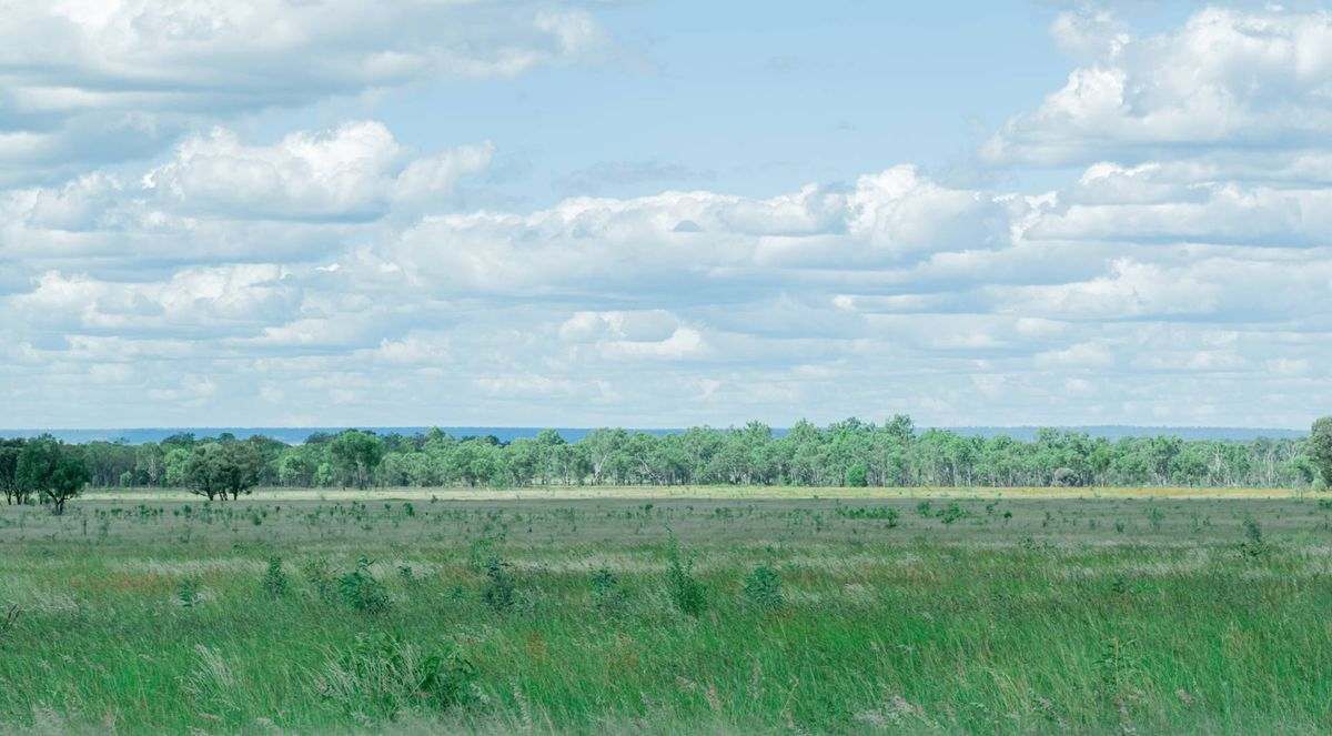 MON-ABRI, Dingo Auction by Farmbuy.com - image 25