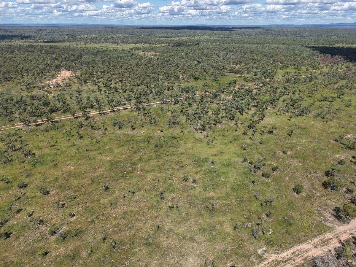 MON-ABRI, Dingo Auction by Farmbuy.com - image 34