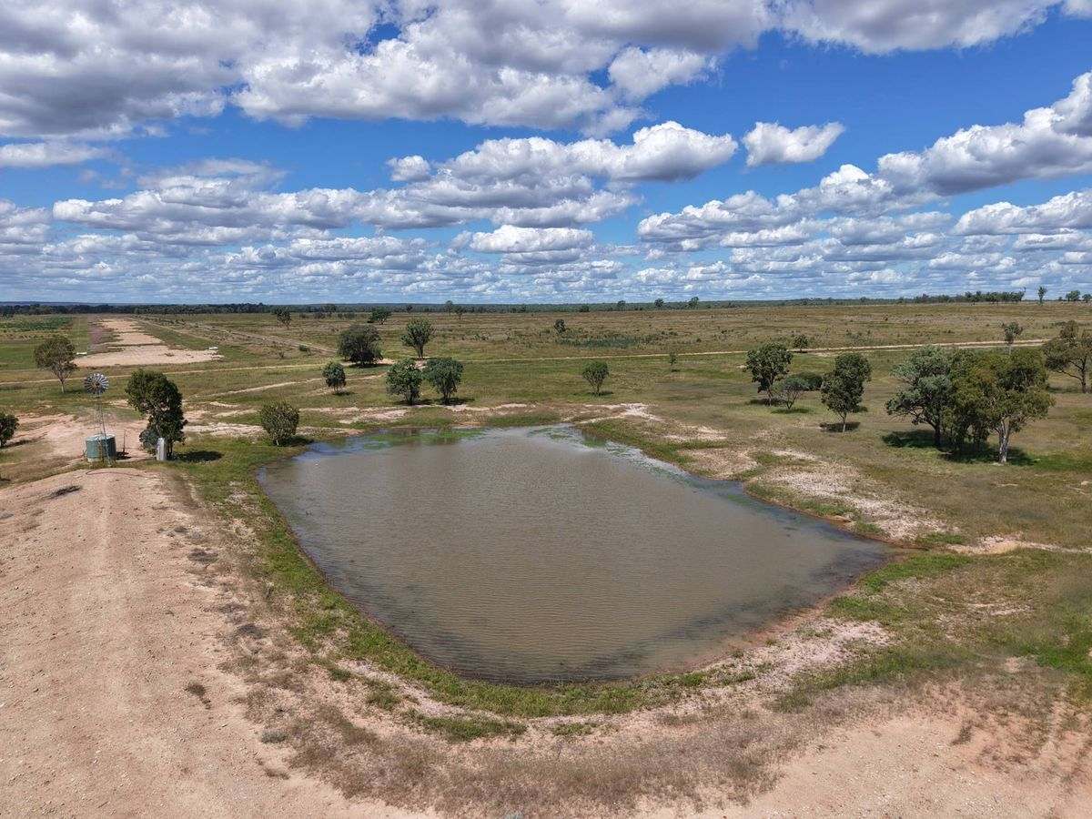 MON-ABRI, Dingo Auction by Farmbuy.com - image 23