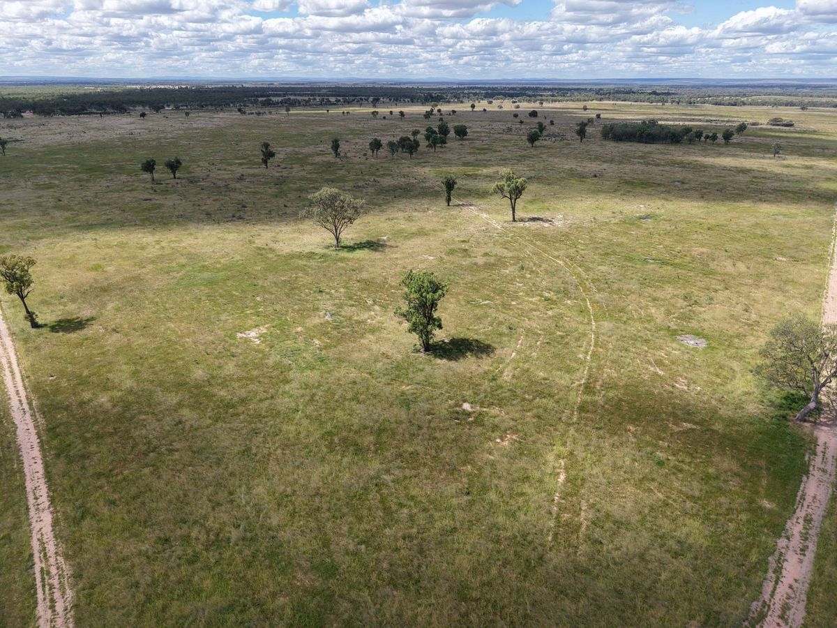 MON-ABRI, Dingo Auction by Farmbuy.com - image 28